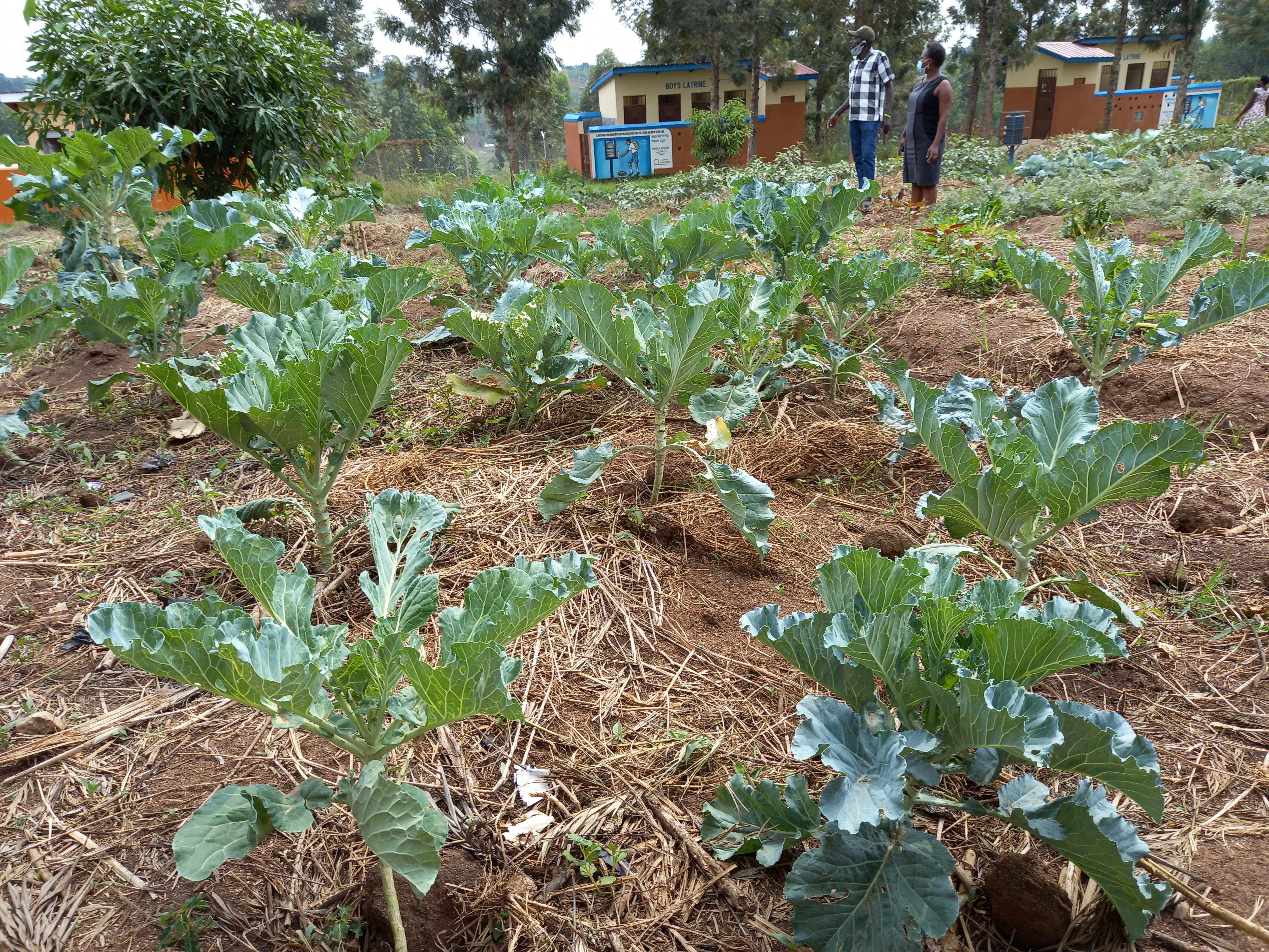 Vegetable gardens in schools
